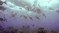 The_Aquarium_Belize.jpg