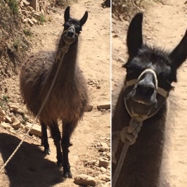 Staring_competition_with_a_Llama.jpg
